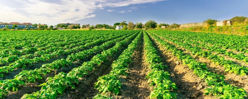 Crops in a field on a sunny day