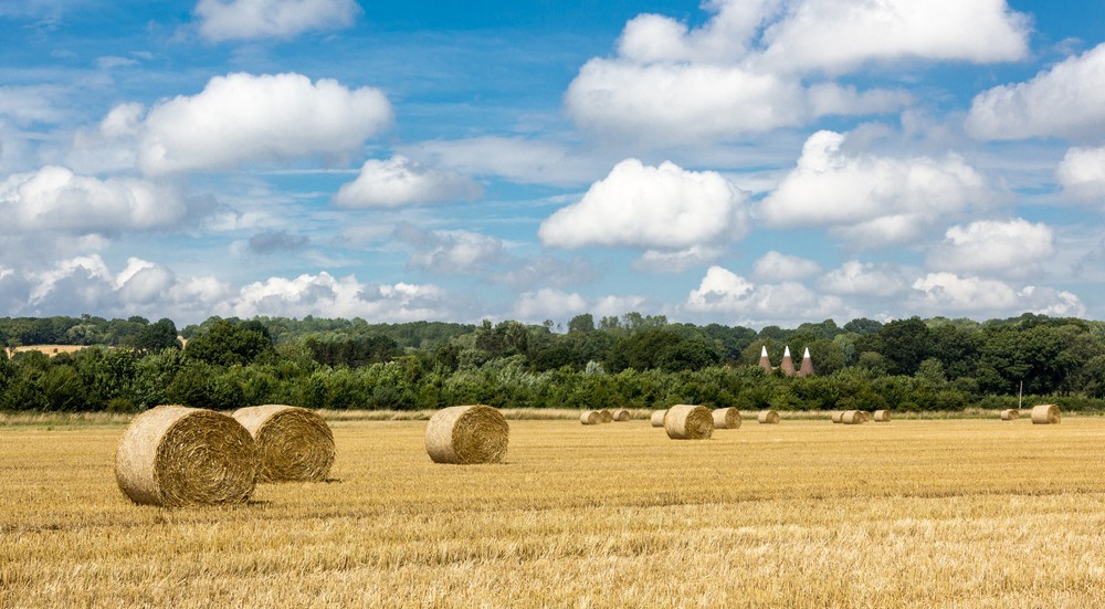 Hay bales sat on a harvested field