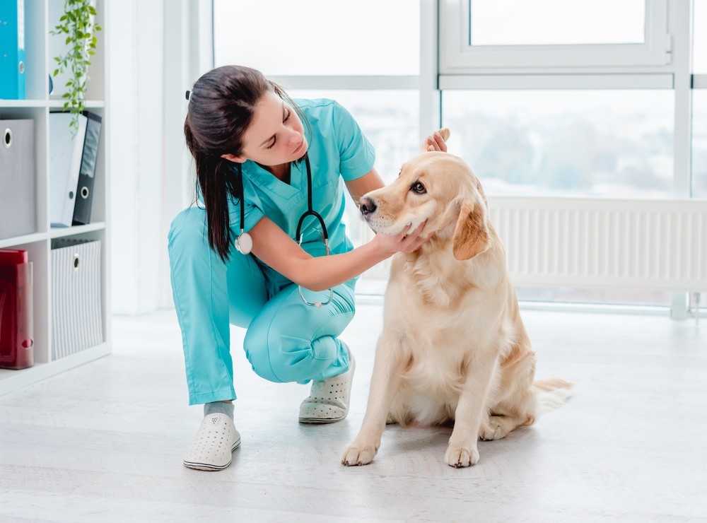 Photo of a vet with a dog