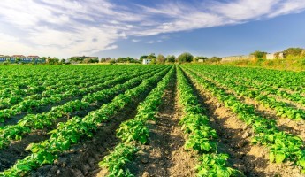 Crops in a field on a sunny day
