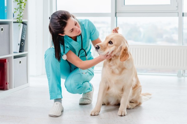 Photo of a vet with a dog