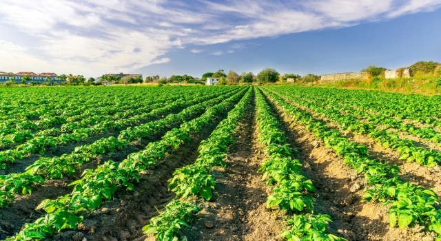 Crops on a farm on a sunny day