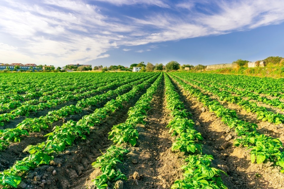 Crops on a farm on a sunny day